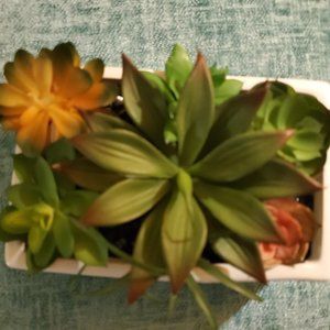 Artificial Succulent in white container